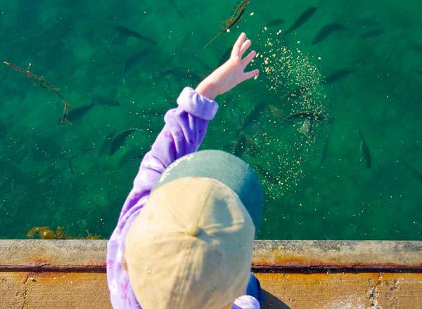 Child-feeding-fish