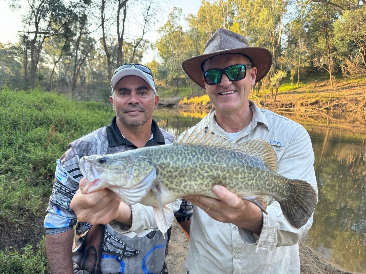 The Iconic Murray Cod are making a comeback on Victoria’s Goulburn River