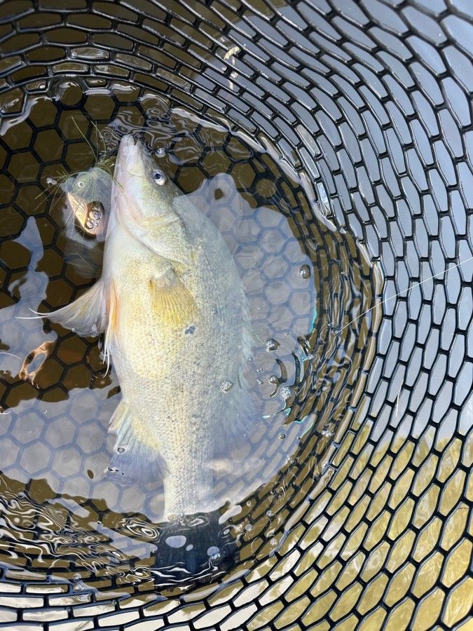 We caught a tagged Golden Perch that travelled over 1,000 kilometres - what a story !