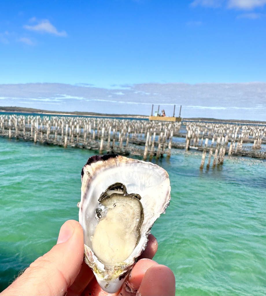 Coffin Bay is Famous for its Oysters – but wait till you see the fishing !