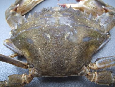 How to catch Paddle Crabs - The Fishing Website